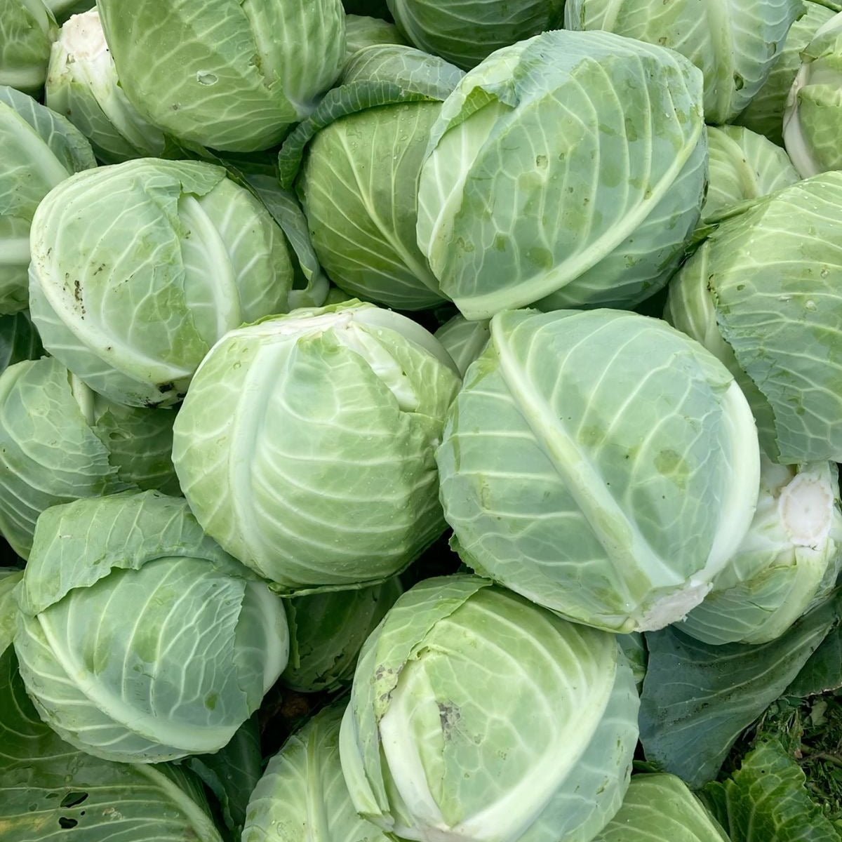 Cabbages per kg