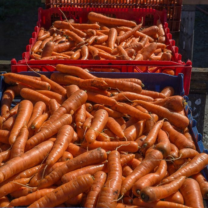 carrots per kg