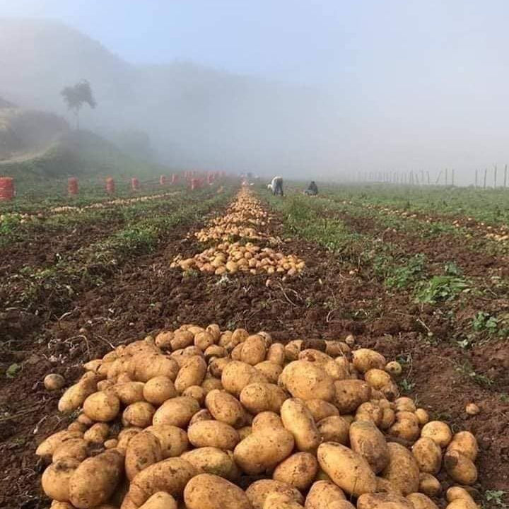 potatoes per kg