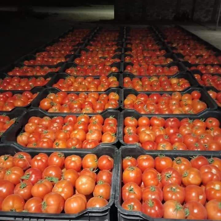 tomatoes