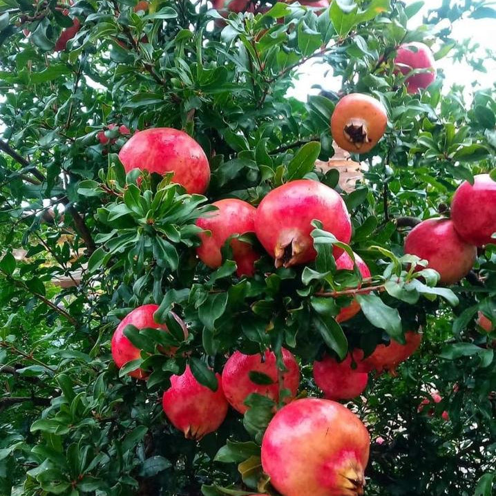 Pomegranates