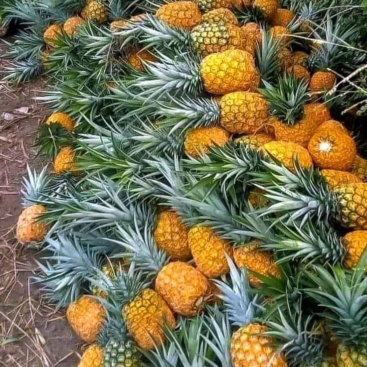 pineapple