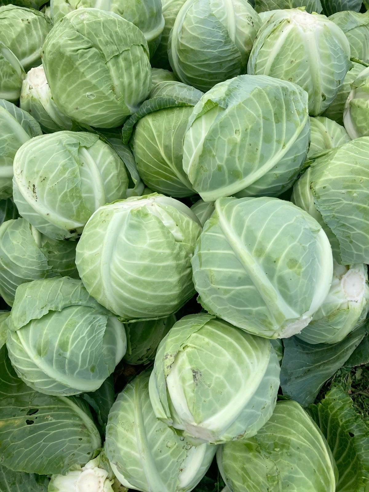 Cabbages per kg