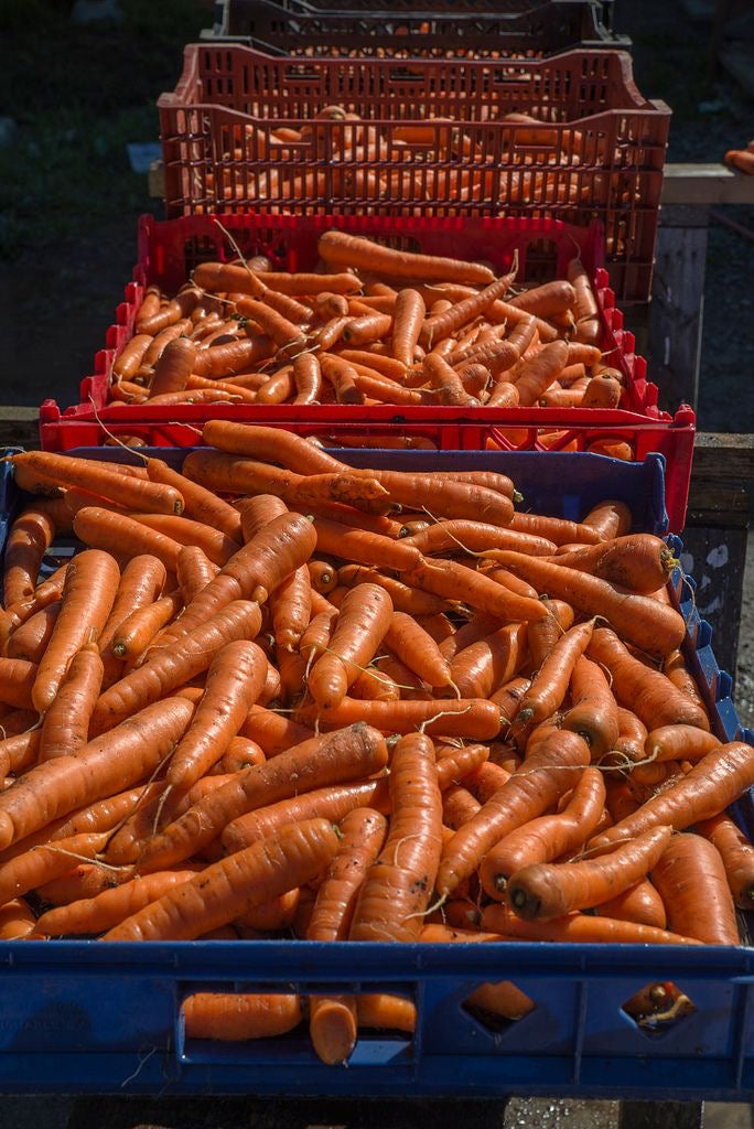 carrots per kg