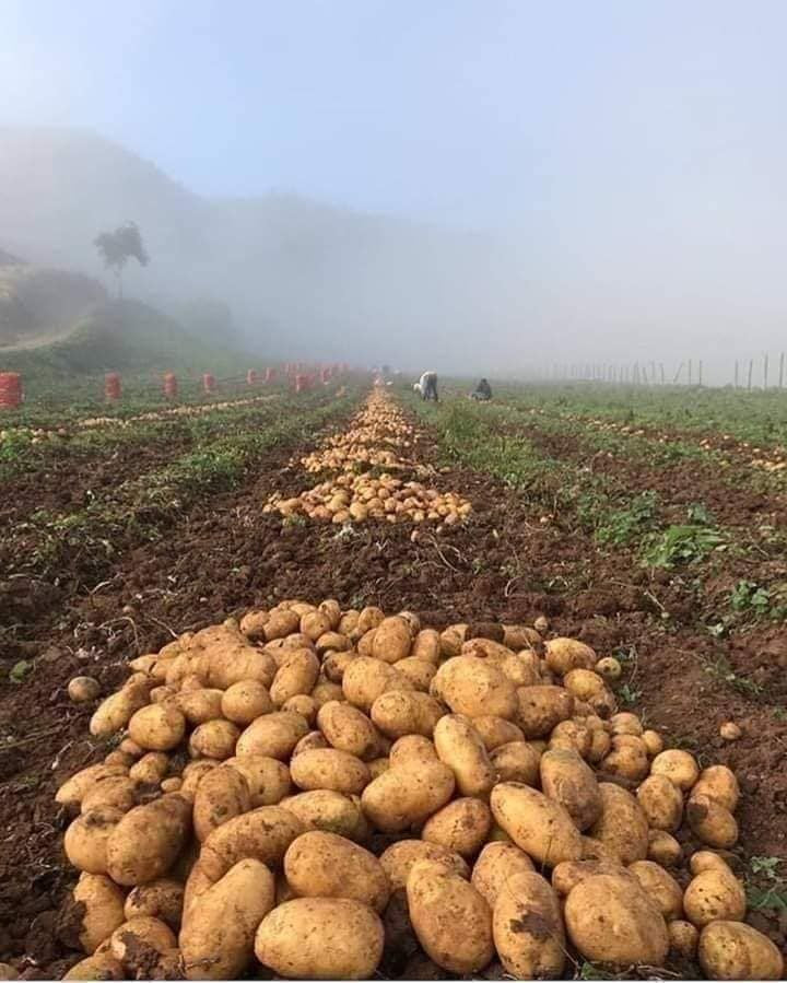 potatoes per kg