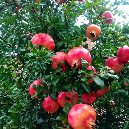 Pomegranates