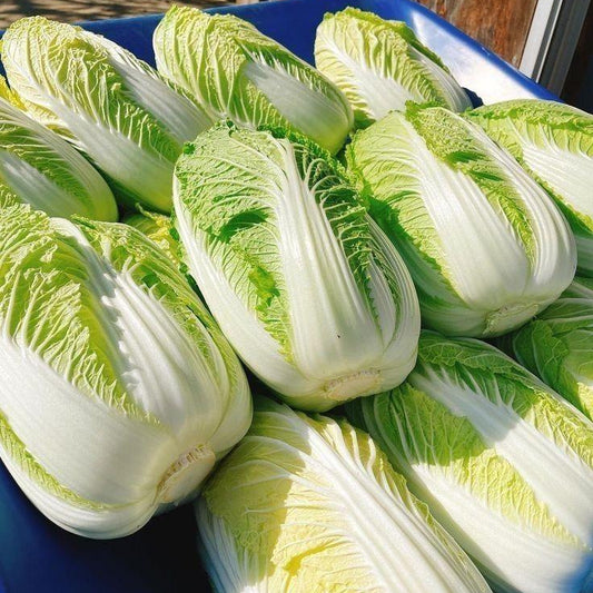 napa cabbage