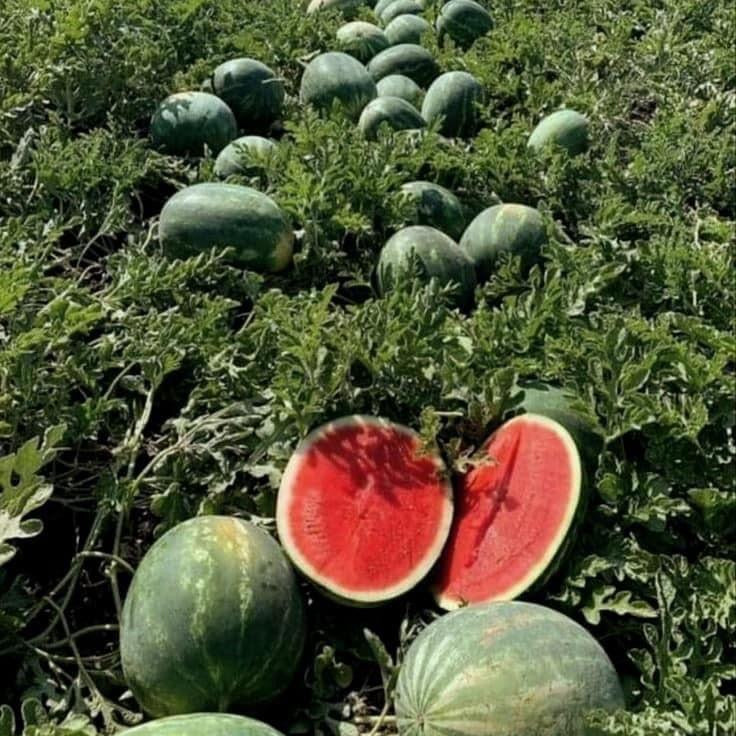 watermelon