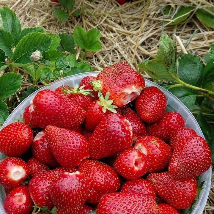 strawberries