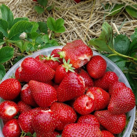 strawberries
